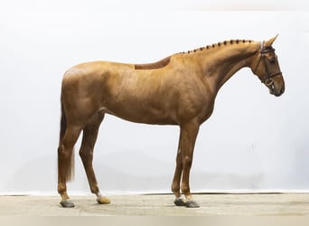 KWPN, Castrone, 6 Anni, 171 cm