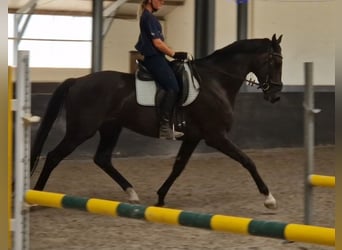 KWPN, Castrone, 6 Anni, 171 cm, Morello