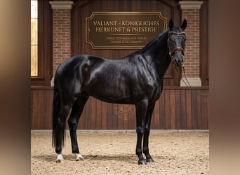 KWPN, Castrone, 6 Anni, 171 cm, Morello
