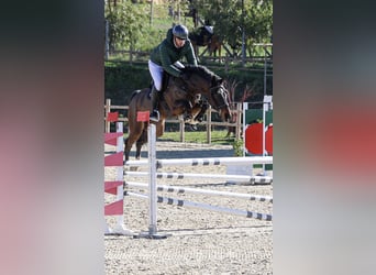 KWPN, Castrone, 6 Anni, 172 cm, Baio