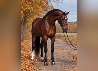 KWPN, Castrone, 6 Anni, 172 cm, Baio ciliegia