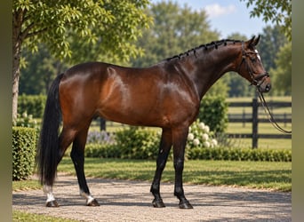 KWPN, Castrone, 6 Anni, 172 cm, Baio ciliegia