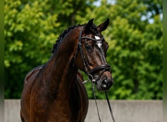 KWPN, Castrone, 6 Anni, 172 cm, Baio ciliegia