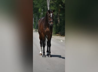 KWPN, Castrone, 6 Anni, 172 cm, Baio scuro