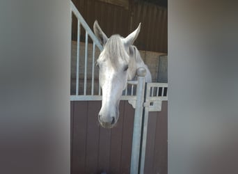 KWPN, Castrone, 6 Anni, 172 cm, Grigio