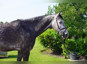 KWPN, Castrone, 6 Anni, 172 cm, Grigio pezzato