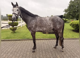 KWPN, Castrone, 6 Anni, 172 cm, Grigio pezzato