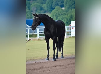 KWPN, Castrone, 6 Anni, 172 cm, Morello