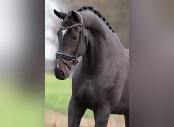 KWPN, Castrone, 6 Anni, 172 cm, Morello