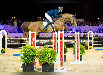 KWPN, Castrone, 6 Anni, 172 cm, Sauro