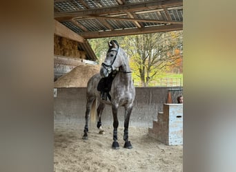 KWPN, Castrone, 6 Anni, 175 cm, Grigio pezzato