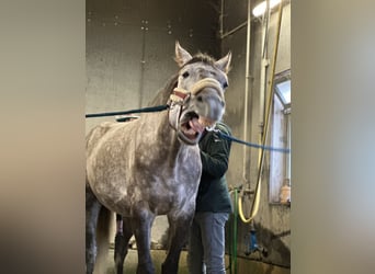 KWPN, Castrone, 6 Anni, 175 cm, Grigio pezzato