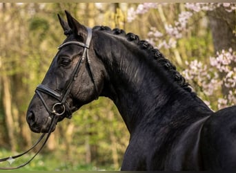 KWPN, Castrone, 6 Anni, 175 cm, Morello