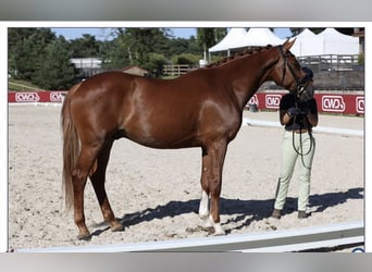 KWPN, Castrone, 6 Anni, 177 cm, Sauro
