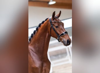 KWPN, Castrone, 6 Anni, 178 cm, Baio