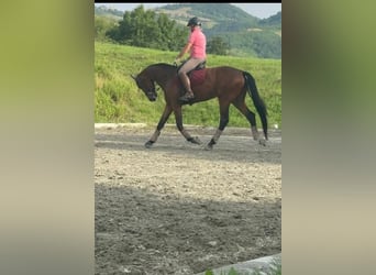 KWPN, Castrone, 6 Anni, 178 cm, Baio