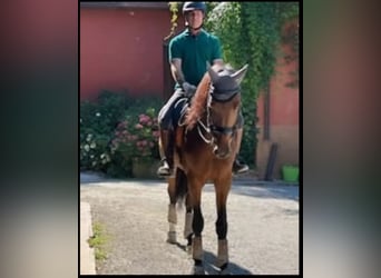 KWPN, Castrone, 6 Anni, 180 cm, Baio