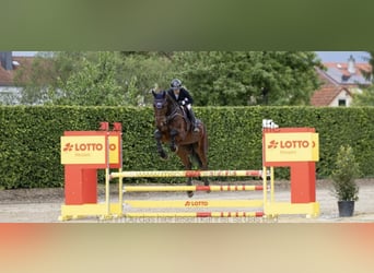 KWPN, Castrone, 6 Anni, 180 cm, Baio