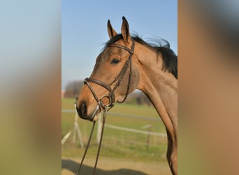 KWPN, Castrone, 6 Anni, 185 cm, Baio