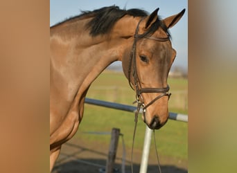 KWPN, Castrone, 6 Anni, 185 cm, Baio