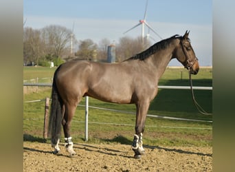 KWPN, Castrone, 6 Anni, 187 cm, Baio scuro