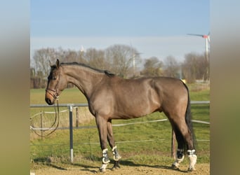 KWPN, Castrone, 6 Anni, 187 cm, Baio scuro