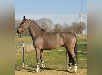 KWPN, Castrone, 6 Anni, 187 cm, Baio scuro