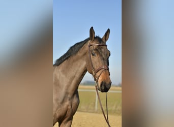 KWPN, Castrone, 6 Anni, 187 cm, Baio scuro