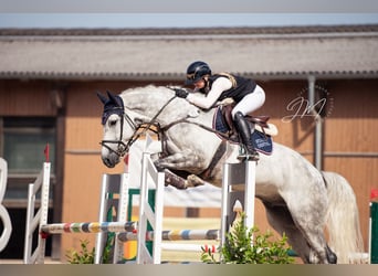 KWPN, Castrone, 6 Anni, Grigio