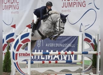 KWPN, Castrone, 6 Anni, Grigio