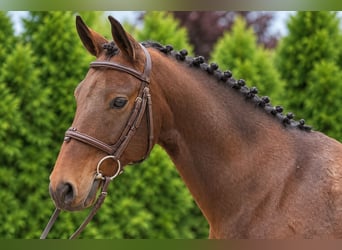 KWPN, Castrone, 7 Anni, 146 cm, Baio