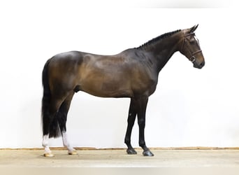 KWPN, Castrone, 7 Anni, 162 cm, Baio scuro