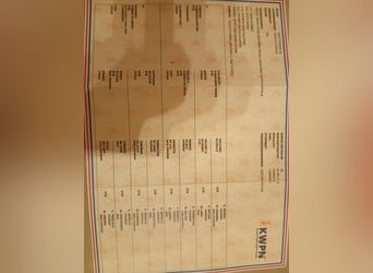 KWPN, Castrone, 7 Anni, 162 cm, Sauro scuro