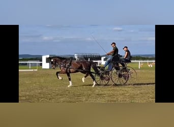 KWPN, Castrone, 7 Anni, 165 cm, Baio