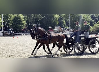 KWPN, Castrone, 7 Anni, 165 cm, Baio