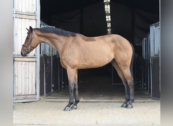 KWPN, Castrone, 7 Anni, 165 cm, Baio