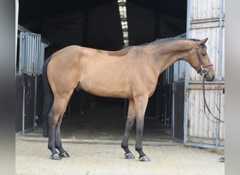 KWPN, Castrone, 7 Anni, 165 cm, Baio