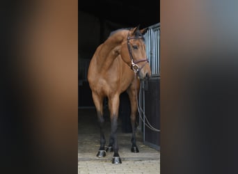 KWPN, Castrone, 7 Anni, 165 cm, Baio