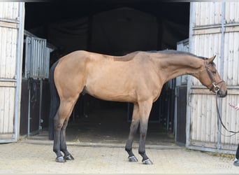 KWPN, Castrone, 7 Anni, 165 cm, Baio