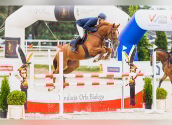 KWPN, Castrone, 7 Anni, 165 cm, Sauro