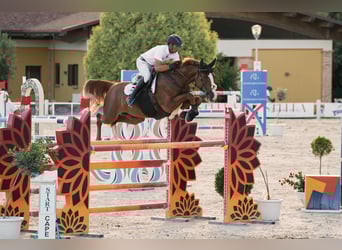 KWPN, Castrone, 7 Anni, 165 cm, Sauro