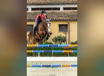 KWPN, Castrone, 7 Anni, 165 cm, Sauro