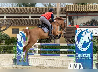 KWPN, Castrone, 7 Anni, 165 cm, Sauro
