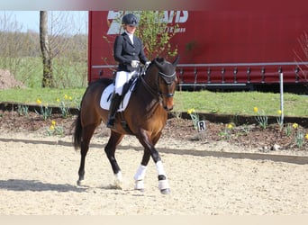 KWPN, Castrone, 7 Anni, 166 cm, Baio