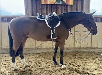 KWPN, Castrone, 7 Anni, 166 cm, Baio