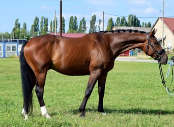 KWPN, Castrone, 7 Anni, 167 cm, Baio ciliegia