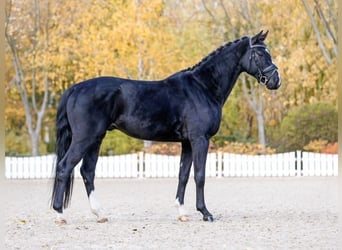 KWPN, Castrone, 7 Anni, 167 cm, Morello