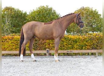 KWPN, Castrone, 7 Anni, 167 cm, Sauro