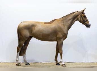 KWPN, Castrone, 7 Anni, 168 cm