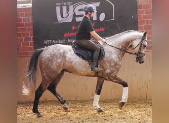 KWPN, Castrone, 7 Anni, 168 cm, Grigio pezzato